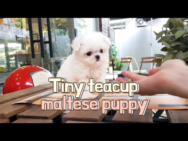 White teacup maltese adoption - Teacup puppies KimsKennelUS