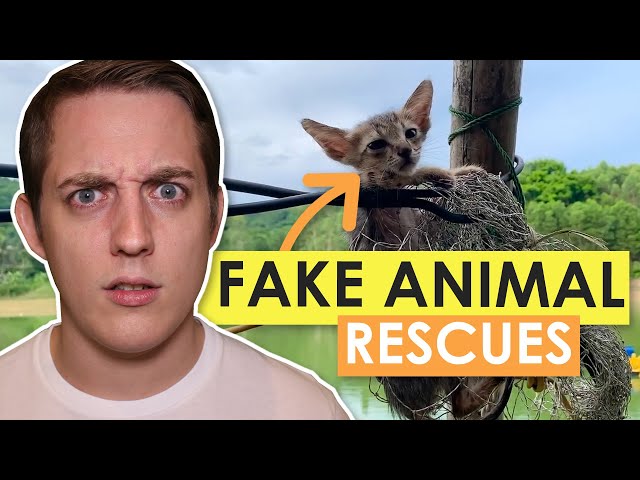 YouTube's Fake Animal Rescue Channels