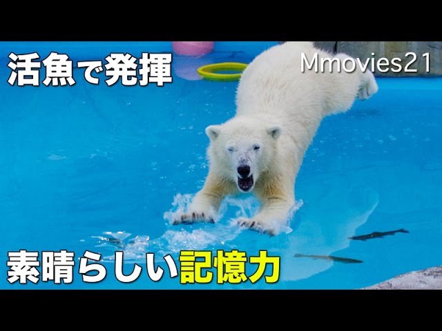 Take live fish in night zoo,Polar Bears ホッキョクグマ　リラの記憶力　夜の活魚給餌