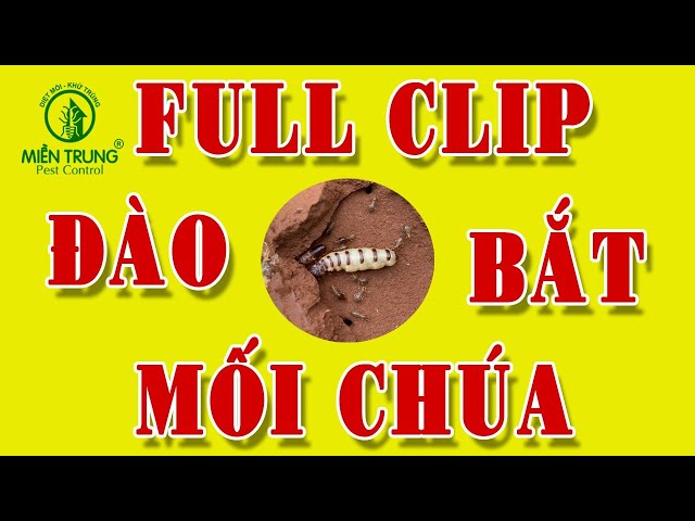 Đào bắt mối chúa