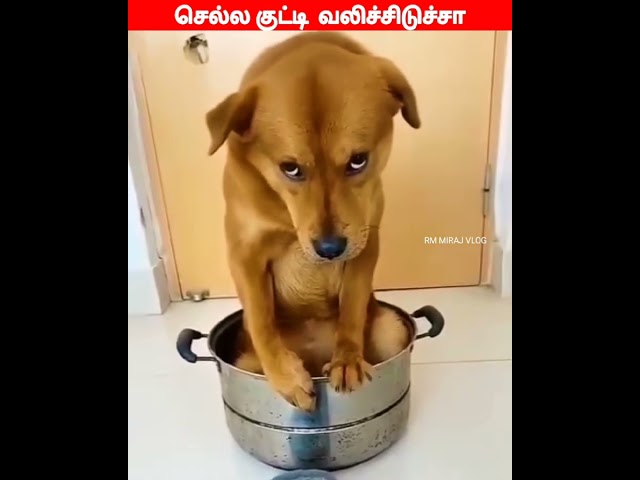 😂🐕🐈 ம்...நல்லா தெரியுது.....😂🐕🐈#comedyvideos#viral #trending #funnyanimal #videos