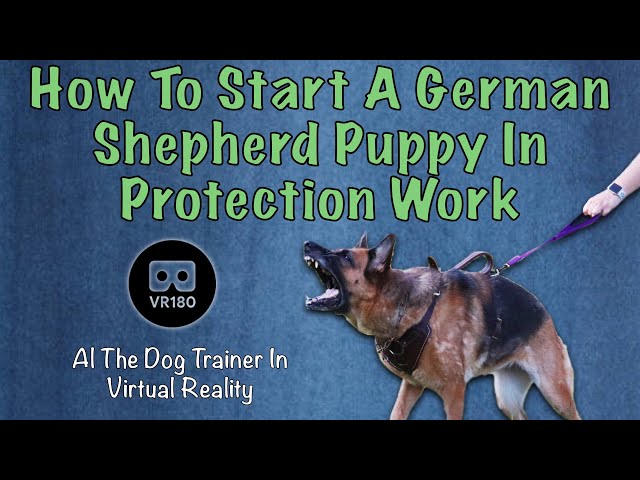 How To Start a German Shepherd Puppy in Protection!  In 3D Virtual Reality!