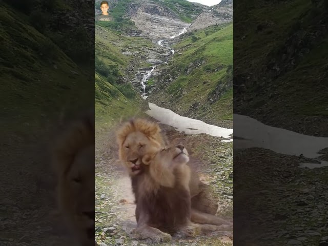 Heat Up Male And Female Lion In Forest