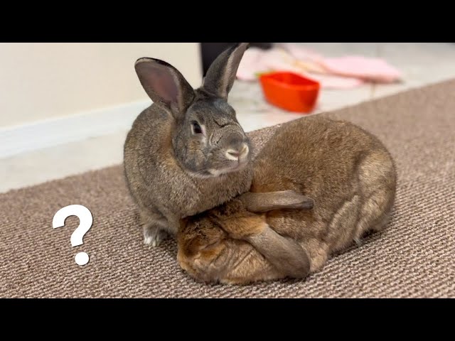 Are Naughty Rabbit Behaviors Caused by Unfair Grooming?🐰😅