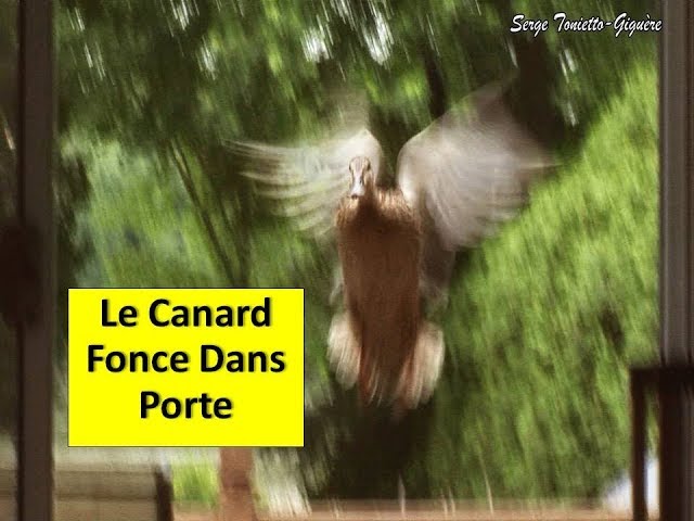 Regardez Ce Qui Arrive Quand Le Canard Colvert Fonce Dans la Porte / Aventure Oiseaux Nature