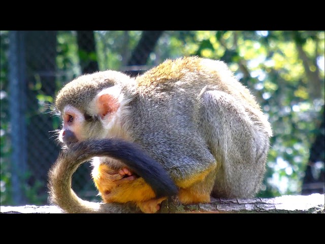 Squirrel Monkey on Breach