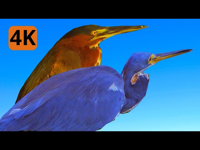 Among the 15 Most Beautiful Aquatic Birds in the World in This Breathtaking Video. 4K UHD