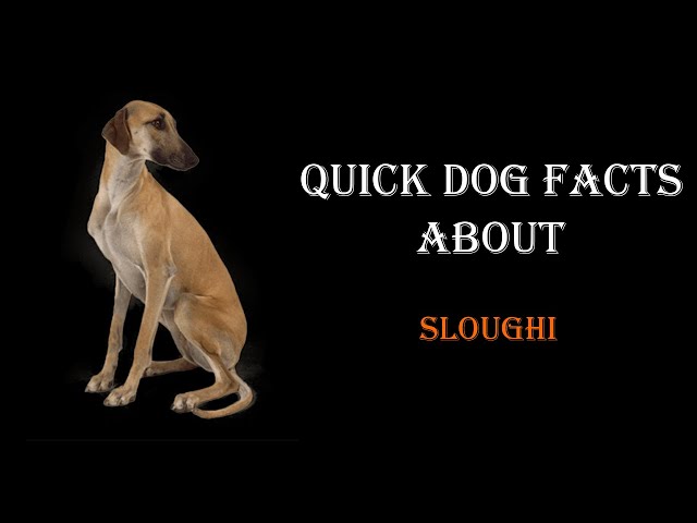 Quick Dog Facts About The Sloughi!