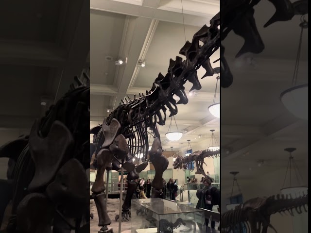 "Visiting the American Museum of Natural History in Manhattan, New York | Must-See NYC Attraction!