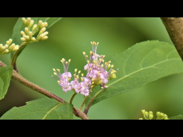 4K 紫式部とカワラナデシコ等💙神代植物公園2020💝Japanese  beautyberry and Fringed pink at Jindai botanical gardens 2020