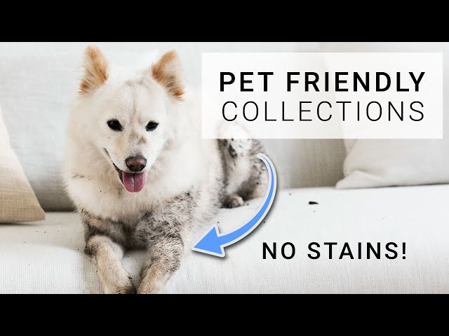 Pet Friendly Interior Design Trend