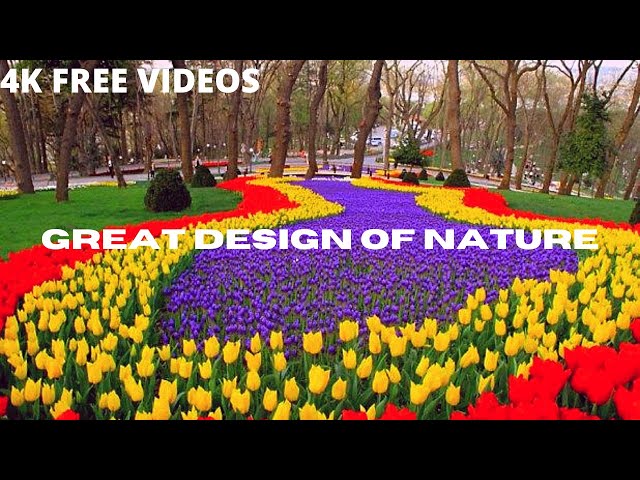 Flower Stock Footage |Nature  | Garden | Free 4K Videos - No Copyright