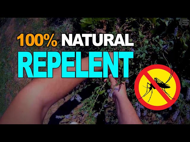 Simplest and fully natural mosquitoes repelling