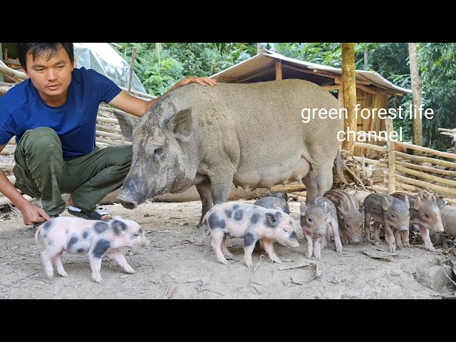 The third herd of wild pigs was born. Robert' farm. Green forest life ( ep210 )