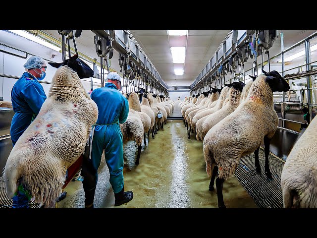 Sheep Farm - How Millions of Sheep Are Raised for Meat and Their Wool Is Processed in Factory