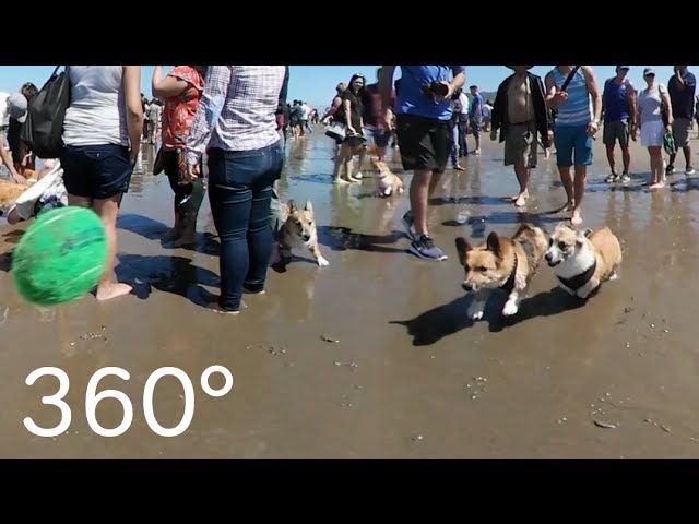 NOR CAL CORGI CON 2017 (4K 360 VIDEO)