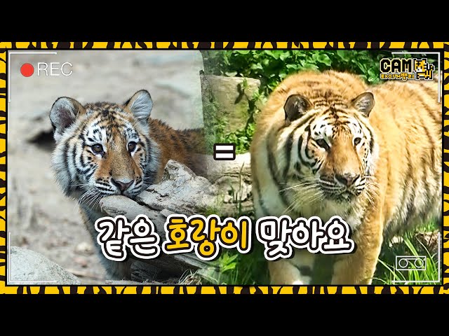 (SUB) Yes! It's the Same Tiger🐯│Everland Tiger Valley