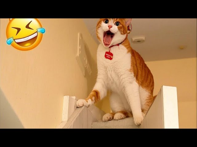 Pets Gone Wild! Hilarious Cats and Dogs Caught in Camera