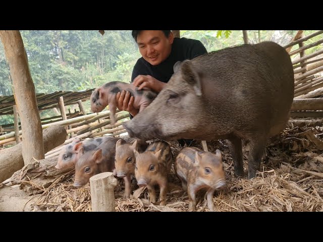 The little wild boars are so cute, a busy day with them, Survival Instinct, Wilderness Alone (ep139)