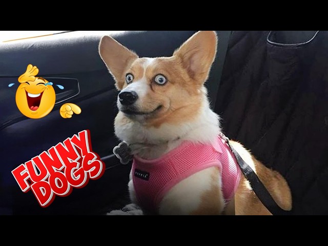 Funny ANIMALS videos 😂 Funniest Dogs and Cats of 2025🐶