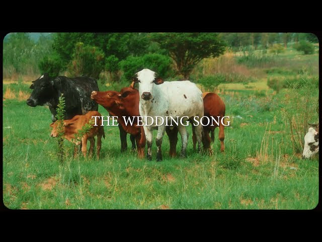 Majorsteez & Clxrity - The Wedding Song (Official Visualiser)