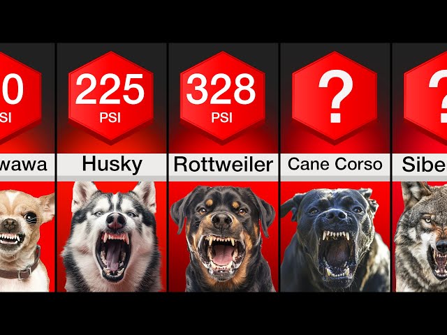 Comparison: Dogs With The Strongest Bite