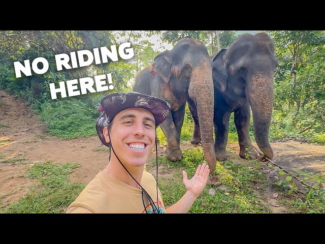 Getting Up CLOSE With Elephants in Sri Lanka