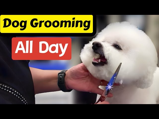 Tues. 2/4/2025 Dog Grooming ALL DAY! Poodle, Schnauzer, Bichon, Shih Tzu, Sheltie, Biewer, Wire Fox!