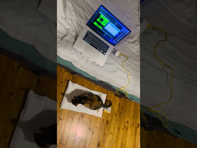 Paw Sense - First prototype testing