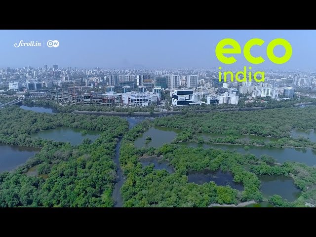 Eco India: How Dharavi's Kolis use an age-old method to continue fishing in Mumbai's dirtiest river