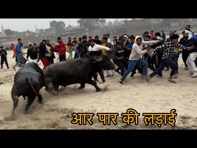 Aaj hogi aar paar ki ladai || @Bull.Rider-Vlogs