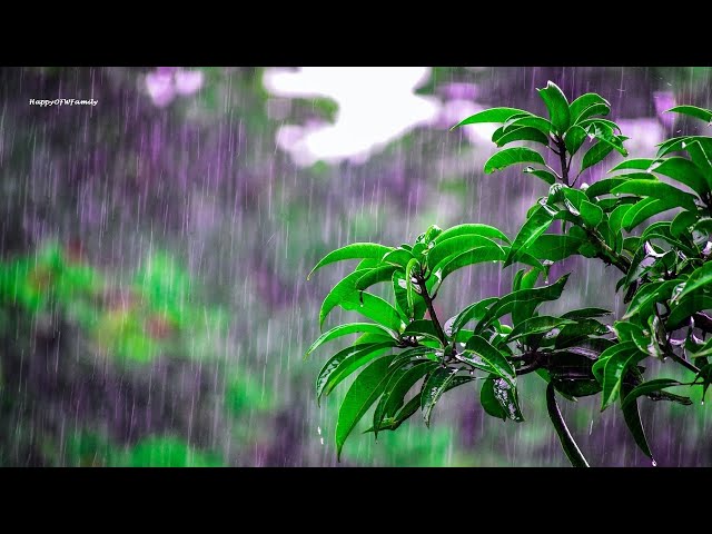 We are the Rain - Peaceful Ambient/Calm Piano Music for Relaxing, Meditation, Chill, Sleeping