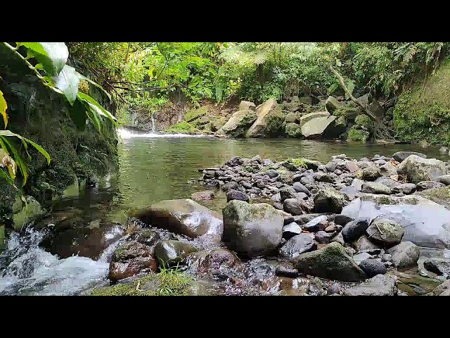 Nature Sound  River & Birdsong for Focus, Meditation, Stress Relief, Peaceful & Deep Sleep Relaxing