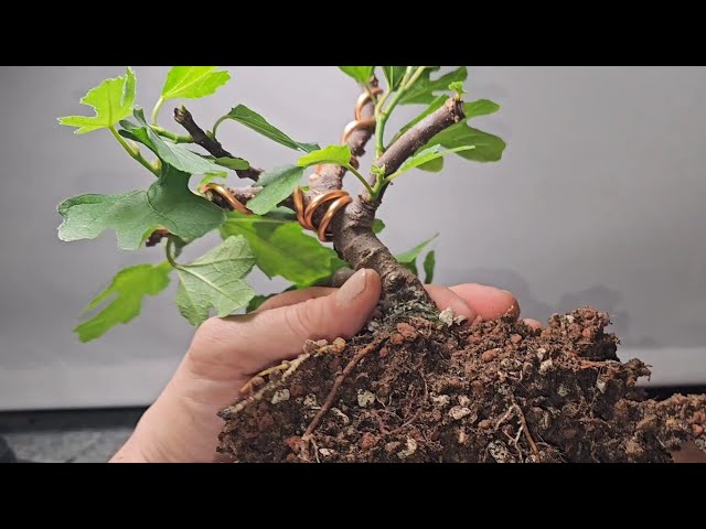 Fig Bonsai Tree Update After Sheer Abuse