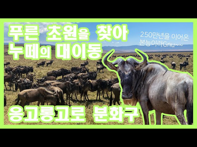 ✈️코로나 신혼여행 EP.10｜해외여행 VLOG 아프리카 탄자니아｜응고롱고로 분화구｜누떼의 대이동｜사파리투어🦩🦃🐂