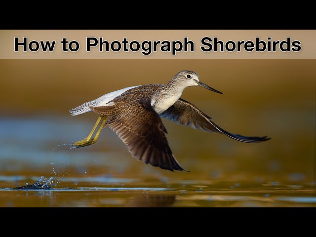 Bird photography on the beach - my tips for better photos