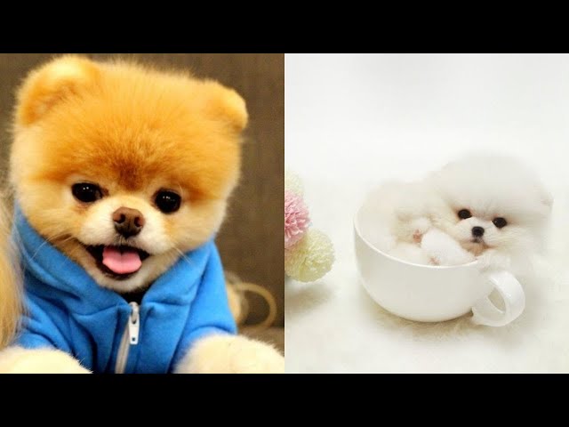 😍Cute and funny animals ||  Cute pomeranian puppy videos  🐶