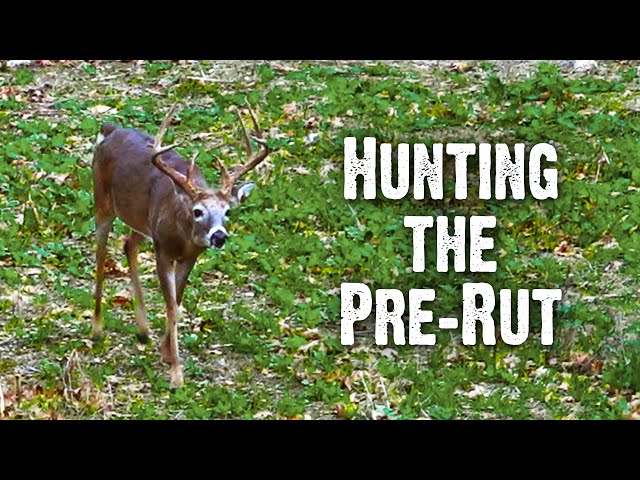 Pre-Rut Action Heats Up | Mid-October Buck Behavior (839)