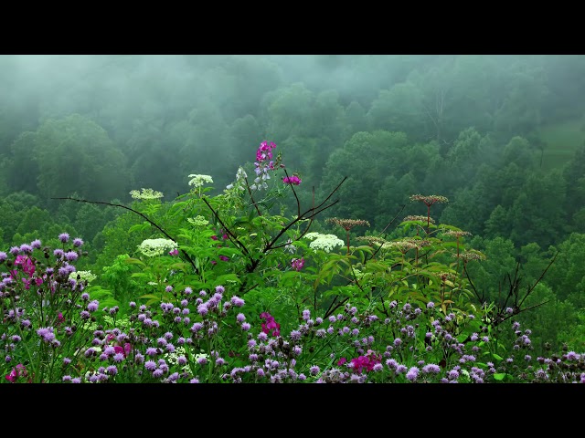 Rain Sounds with Tibetan Singing Bowls and Birds Song [ Sleep Music ]