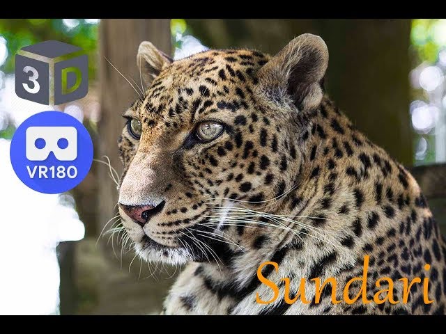 3D Why Doesn't Big Cat Rescue Breed?