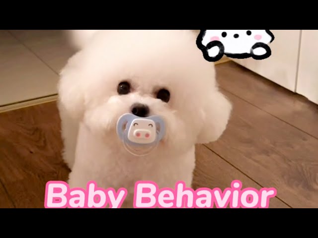 Funny dog video🐶🤣🚼 Baby Behavior in Dogs#funnyvideo #funny #dog