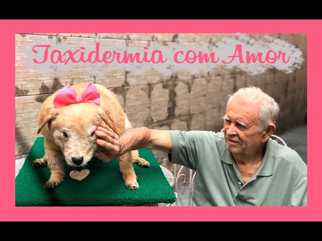 Eternizando Gaia ♥ Taxidermia Golden Retriever