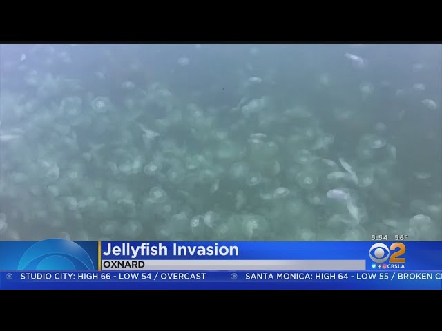 Thousands Of Jellyfish Swimming Spotted Swimming In Channel Islands Harbor