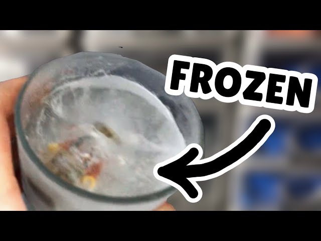 I FROZE My Lego Minifgure…