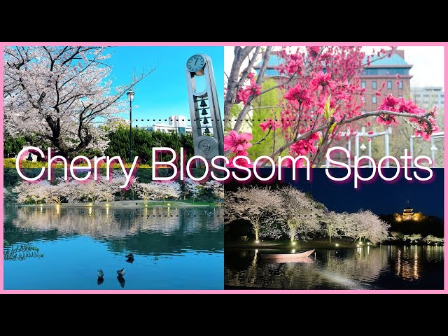 横須賀・横浜の桜🌸ヴェルニー公園/山下公園/三溪園［Trip vlog］Sakura Cherry Blossom Spots in YOKOSUKA and YOKOHAMA JAPAN