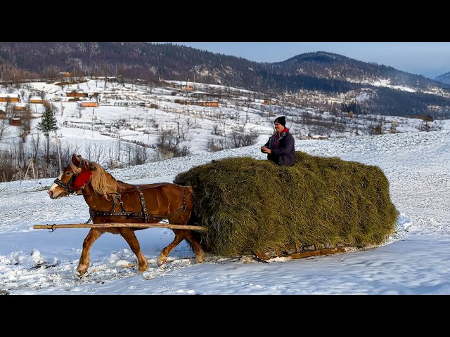 Hay and Horses: A Day of Village Life and Helping Hands