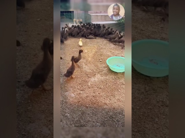 when animals got confused😂😂😈 duck playing games #cats #funny #catlover #duck #ducklings