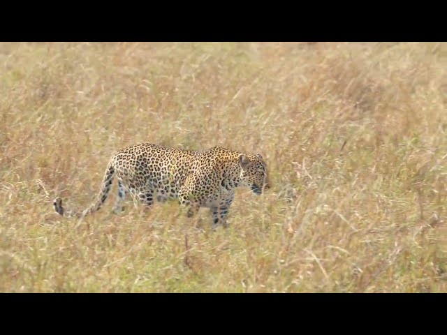 Great moments with the beautiful leopard Luluka. She tried to hunt, but there were too many cars HDR