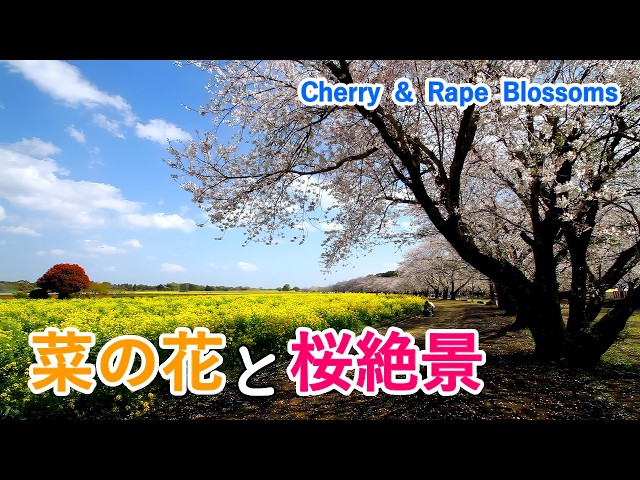 4K Spectacular view of cherry blossoms and rape blossoms! / Beautiful Scenery of Japan