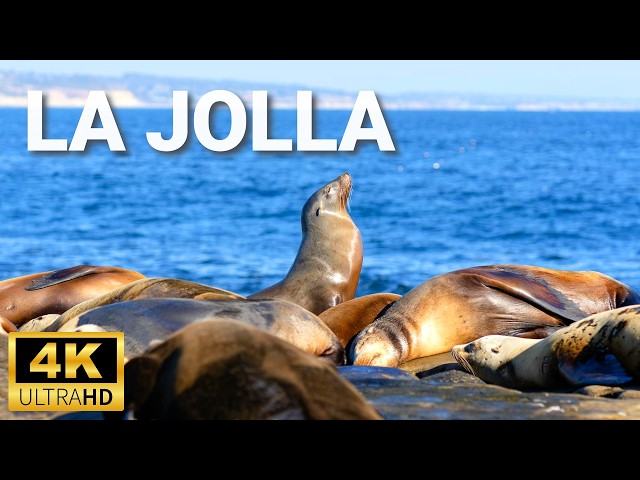 Up Close with La Jolla’s Harbor Seals and Sea Lions - 4k - San Diego, California